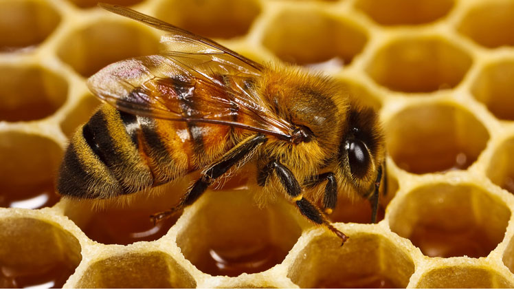 Pčele proizvode med