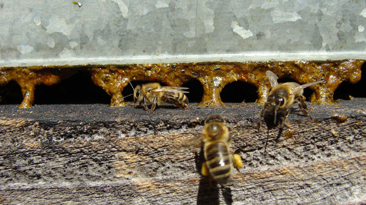 Pčele i propolis