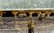 Pčele i propolis